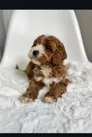 Milo, a male Cavapoo for sale in Louisville, KY – Photo 6 of 7