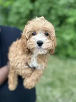 Shane , a male Cavapoo for sale in Louisville, KY – Photo 8 of 9