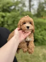 Shane , a male Cavapoo for sale in Louisville, KY – Photo 4 of 9