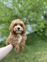 Shane , a male Cavapoo for sale in Louisville, KY – Photo 3 of 9