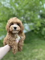 Shane , a male Cavapoo for sale in Louisville, KY – Photo 2 of 9
