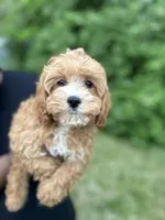 Shane , a male Cavapoo for sale in Louisville, KY – Photo 7 of 9