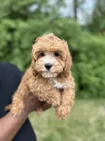 Shane , a male Cavapoo for sale in Louisville, KY – Photo 5 of 9