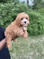 Shane , a male Cavapoo for sale in Louisville, KY – Photo 9 of 9