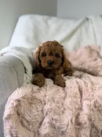 Frannie, a female Cavapoo for sale in Louisville, KY – 4 of 8