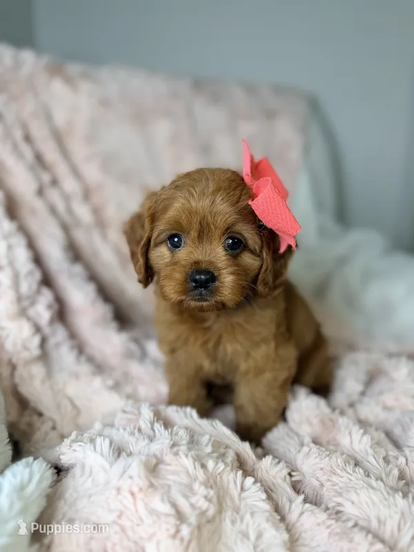 Luna  – Cavapoo puppy for sale in Louisville, KY