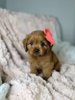 Luna , a female Cavapoo for sale in Louisville, KY – 1 of 9