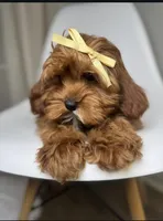 Maple, a female Cavapoo and Poodle - Miniature  for sale in Louisville, KY – Photo 8 of 10