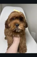 Maple, a female Cavapoo and Poodle - Miniature  for sale in Louisville, KY – Photo 3 of 10