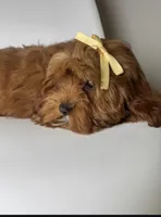 Maple, a female Cavapoo and Poodle - Miniature  for sale in Louisville, KY – Photo 9 of 10