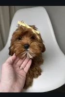 Maple, a female Cavapoo and Poodle - Miniature  for sale in Louisville, KY – Photo 2 of 10