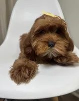 Maple, a female Cavapoo and Poodle - Miniature  for sale in Louisville, KY – Photo 5 of 10