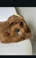 Maple, a female Cavapoo and Poodle - Miniature  for sale in Louisville, KY – Photo 10 of 10