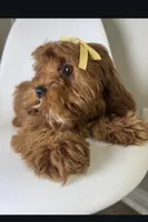 Maple, a female Cavapoo and Poodle - Miniature  for sale in Louisville, KY – Photo 6 of 10