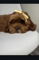 Maple, a female Cavapoo and Poodle - Miniature  for sale in Louisville, KY – Photo 4 of 10