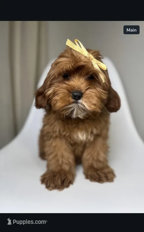 Maple – Cavapoo, Poodle - Miniature  puppy for sale in Louisville, KY