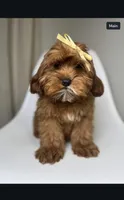 Maple, a female Cavapoo and Poodle - Miniature  for sale in Louisville, KY – Photo 1 of 10