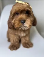 Maple, a female Cavapoo and Poodle - Miniature  for sale in Louisville, KY – Photo 7 of 10