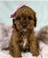 Winnie , a female Cavapoo for sale in Louisville, KY – 5 of 9
