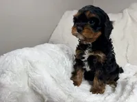 Reese 💙, a female Cavapoo for sale in Louisville, KY – 2 of 10