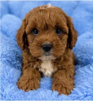 Ollie , a male Cavapoo for sale in Louisville, KY – 10 of 10