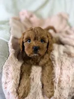 Frannie, a female Cavapoo for sale in Louisville, KY – 2 of 8