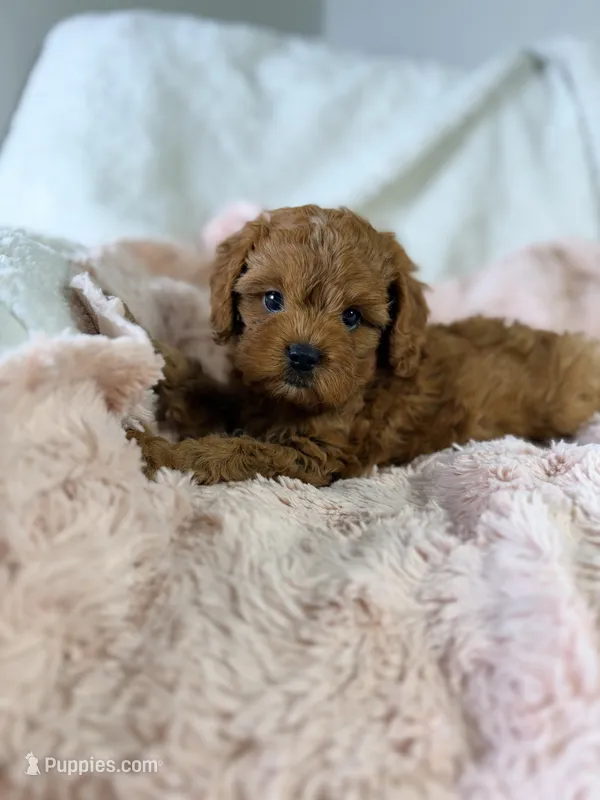 Frannie – Cavapoo puppy for sale in Louisville, KY