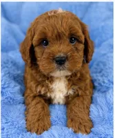 Ollie , a male Cavapoo for sale in Louisville, KY – 3 of 10