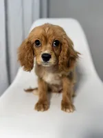 Van, a male Cavapoo for sale in Louisville, KY – 2 of 7