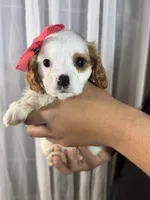 eliza, a female Cavapoo and Cavalier King Charles Spaniel for sale in Louisville, KY – Photo 6 of 10