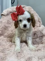 eliza, a female Cavapoo and Cavalier King Charles Spaniel for sale in Louisville, KY – Photo 7 of 10