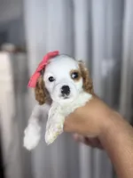 eliza, a female Cavapoo and Cavalier King Charles Spaniel for sale in Louisville, KY – Photo 2 of 10