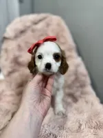 eliza, a female Cavapoo and Cavalier King Charles Spaniel for sale in Louisville, KY – Photo 3 of 10