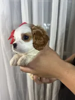 eliza, a female Cavapoo and Cavalier King Charles Spaniel for sale in Louisville, KY – Photo 9 of 10