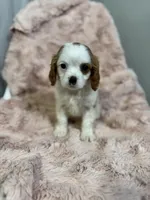 eliza, a female Cavapoo and Cavalier King Charles Spaniel for sale in Louisville, KY – Photo 5 of 10