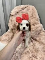 eliza, a female Cavapoo and Cavalier King Charles Spaniel for sale in Louisville, KY – Photo 10 of 10