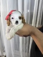 eliza, a female Cavapoo and Cavalier King Charles Spaniel for sale in Louisville, KY – Photo 8 of 10