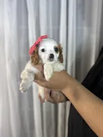 eliza, a female Cavapoo and Cavalier King Charles Spaniel for sale in Louisville, KY – Photo 4 of 10