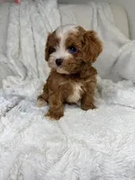 Orion, a male Cavapoo for sale in Louisville, KY – 7 of 10