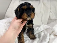 Reese 💙, a female Cavapoo for sale in Louisville, KY – 4 of 10