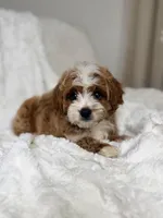 Milo , a male Cavapoo for sale in Louisville, KY – 3 of 10