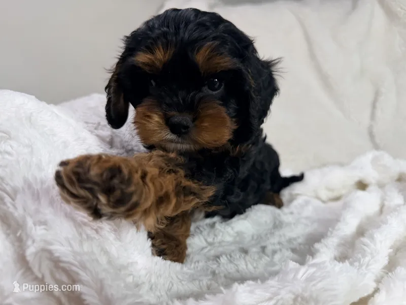 Reese 💙 – Cavapoo puppy for sale in Louisville, KY