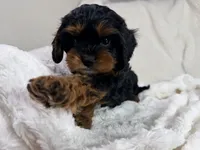 Reese 💙, a female Cavapoo for sale in Louisville, KY – 1 of 10