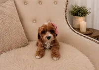 Marley, a female Cavapoo for sale in Louisville, KY – 8 of 8