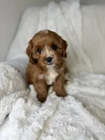 Atlas, a male Cavapoo for sale in Louisville, KY – 6 of 9