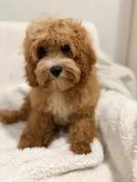 Shane , a male Cavapoo for sale in Louisville, KY – 1 of 10