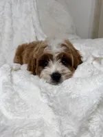 Milo , a male Cavapoo for sale in Louisville, KY – 5 of 10