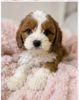 Maisie, a female Cavapoo for sale in Louisville, KY – 3 of 7