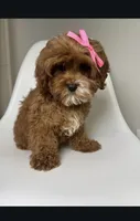 May, a female Cavapoo and Poodle - Miniature  for sale in Louisville, KY – Photo 5 of 10