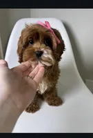 May, a female Cavapoo and Poodle - Miniature  for sale in Louisville, KY – Photo 4 of 10